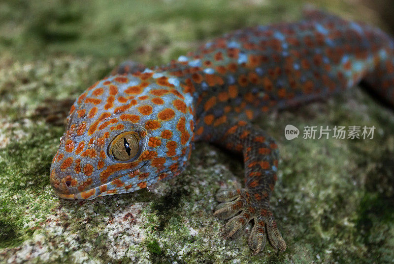 壁虎(Gekko gecko)